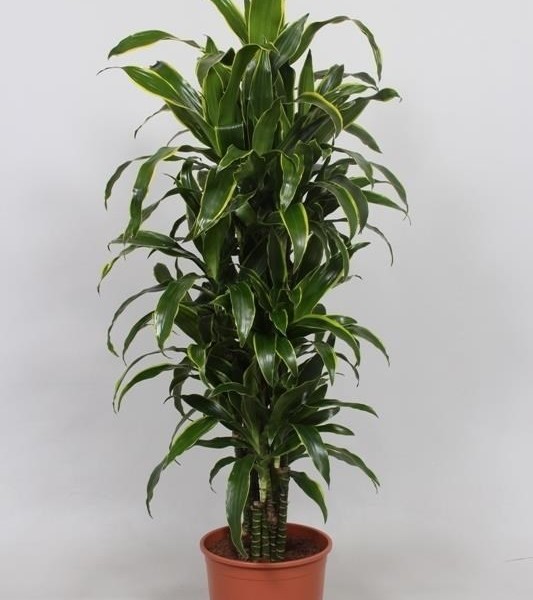 Драцена Джанет Крейг (DRACAENA JANET CRAIG) 30х150 (17)