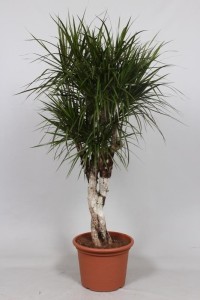Драцена окаймлённая (dracaena marginata) 40х160 (143)