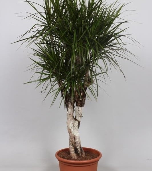 Драцена окаймлённая (dracaena marginata) 40х160 (143)