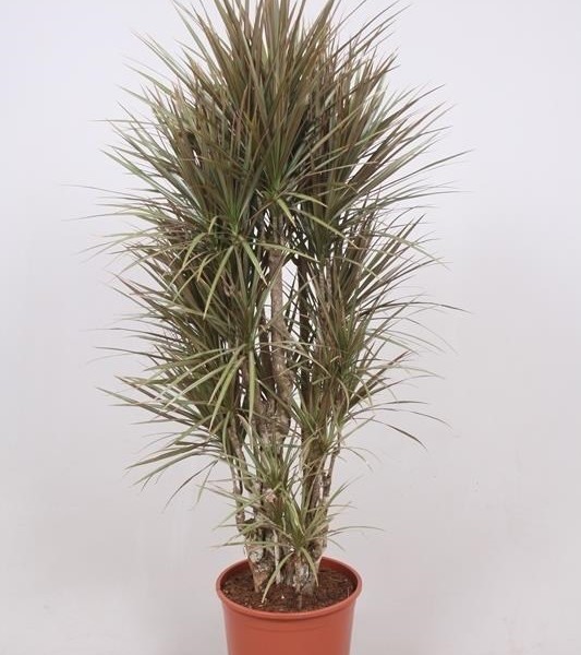 Драцена окаймлённая двухцветная (dracaena marginata bicolor) 30х150 (144)