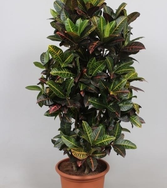 Кодиеум пёстрый Croton Petra 40х160 (8)