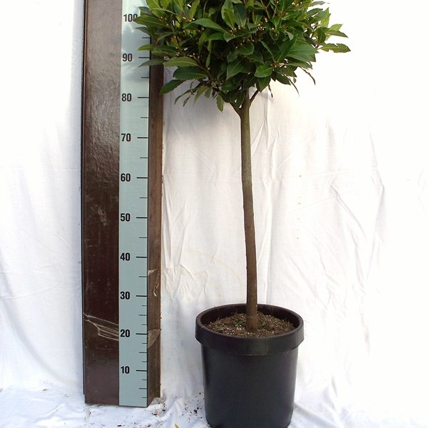 Лавр благородный Глобус на стволе (Laurus Nobilis bol op stam) 25х110 (122)