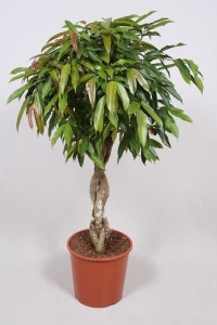 Фикус Amstel King 30х130 (164)