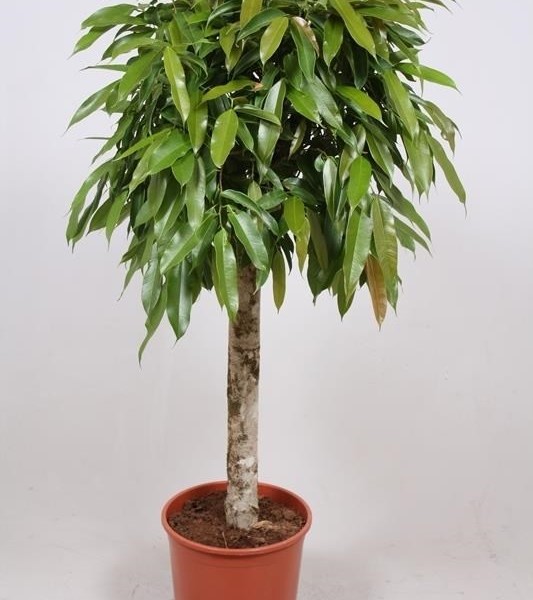 Фикус Amstel King 30х130 (165)