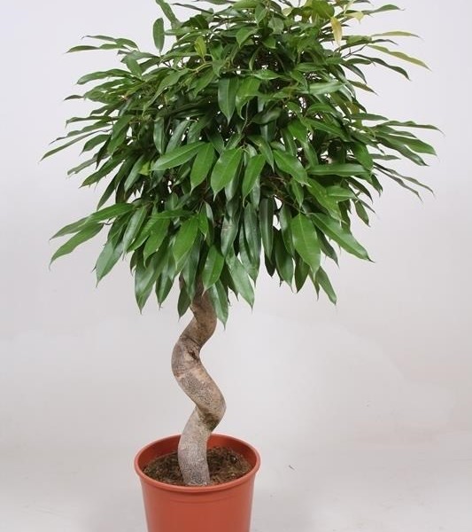 Фикус Amstel King 30х130 (166)