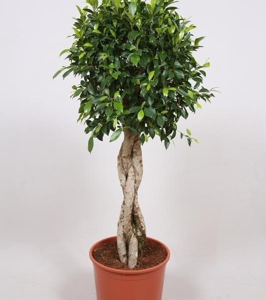 Фикус NITIDA 30х130 (172)
