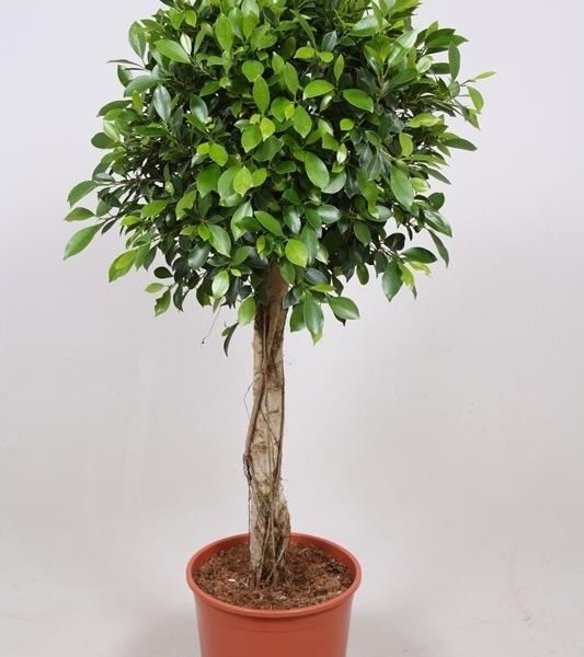 Фикус NITIDA 30х130 (173)
