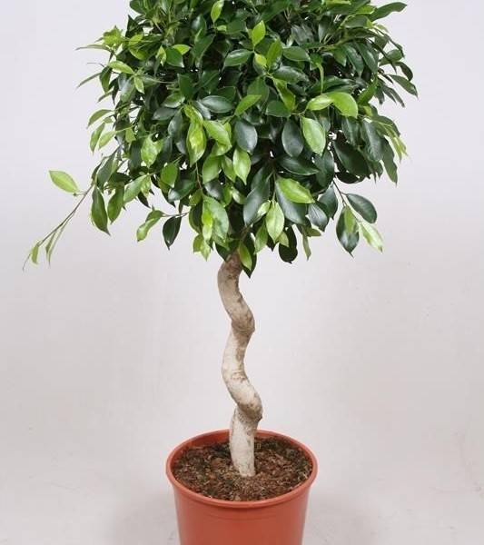 Фикус NITIDA 30х130 (174)