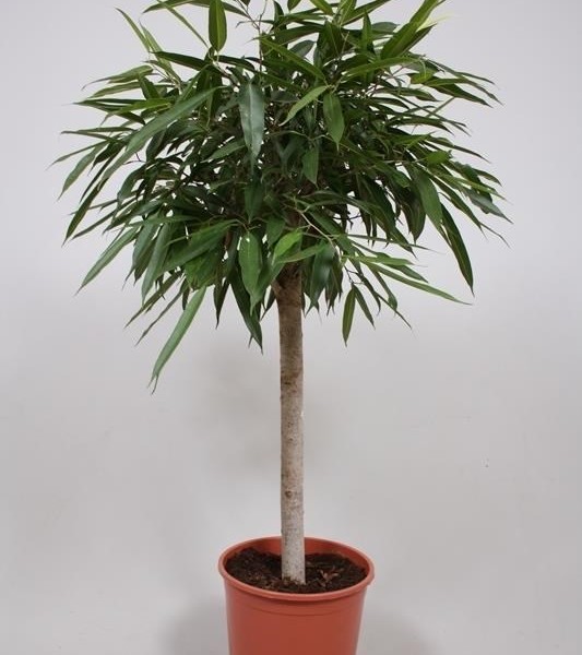 Фикус Али - Фикус биннендийка (Ficus binnendijkii alii) 30х140 (163)