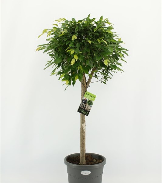 Фикус Бенджамина Foliole 33х135 (62)