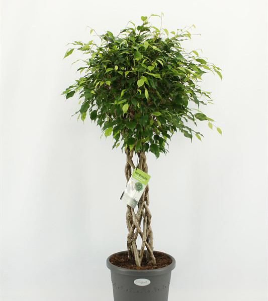 Фикус Бенджамина overig koker 33х140 (69)