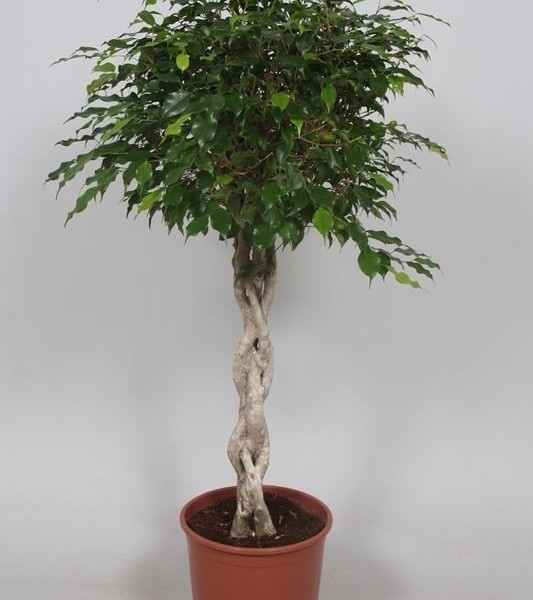 Фикус Бенджамина Экзотика (Ficus benjamina 'Exotica') 30х130 (156)