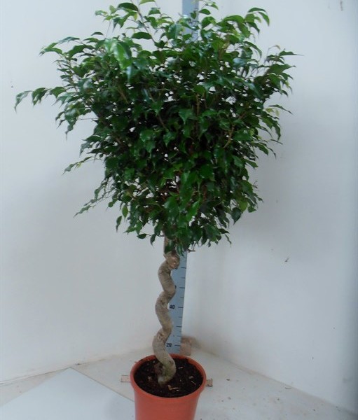 Фикус Бенджамина Экзотика (спираль) 30х150 (43)
