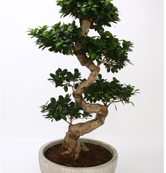 Фикус мелкоплодный fuji 42х90 (107)