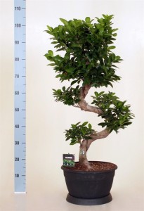 Фикус мелкоплодный женьшень (s-type в пластиковом горшке) 30х100 (79)