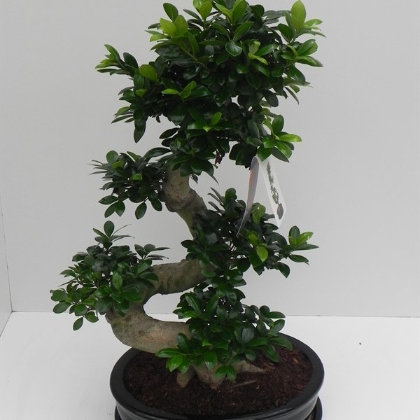 Фикус мелкоплодный женьшень (в керамическом горшке) 52х100 (97)