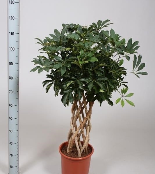 Шеффлера древовидная (Schefflera arboricola) 27х130 (175)