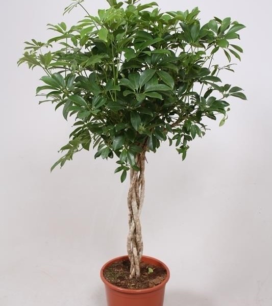 Шеффлера древовидная (Schefflera arboricola) 27х130 (176)
