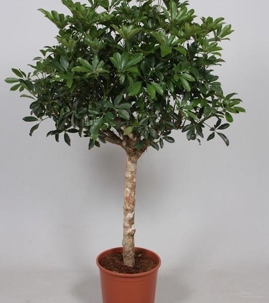 Шеффлера древовидная (Schefflera arboricola) 27х130 (177)