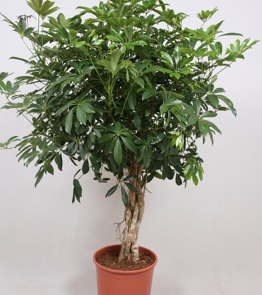 Шеффлера древовидная (Schefflera arboricola) 30х130 (179)