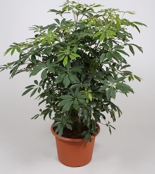 Шеффлера древовидная (Schefflera arboricola) 30х130 (180)