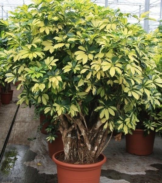 Шеффлера древовидная Trinette 45х150 (200)