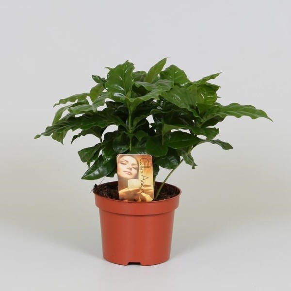 кофе арабика